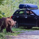 Ce să faci când întâlnești un urs pe drum? Cum reacționezi corect la volanul unei mașini închiriate ?