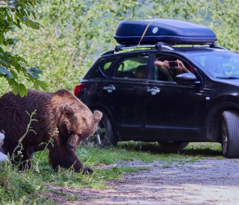Ce să faci când întâlnești un urs pe drum? Cum reacționezi corect la volanul unei mașini închiriate ?